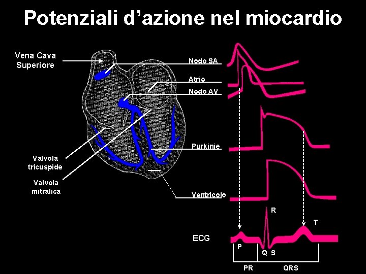 Potenziali d’azione nel miocardio Vena Cava Superiore Nodo SA Atrio Nodo AV Purkinje Valvola