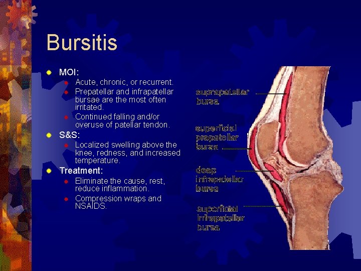 Bursitis ® MOI: ® ® S&S: ® ® Acute, chronic, or recurrent. Prepatellar and