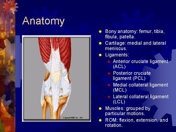 Anatomy ® ® ® Bony anatomy: femur, tibia, fibula, patella. Cartilage: medial and lateral