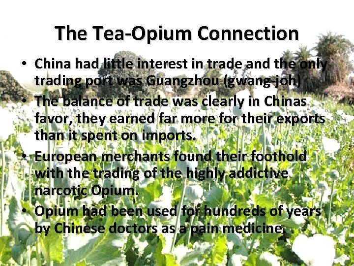 The Tea-Opium Connection • China had little interest in trade and the only trading