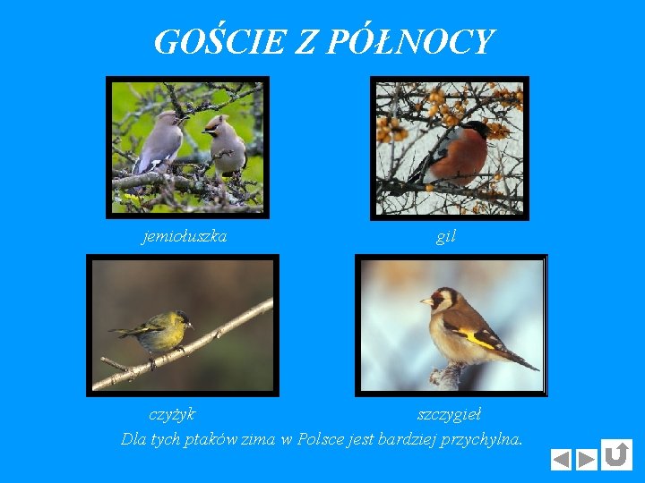 GOŚCIE Z PÓŁNOCY jemiołuszka gil czyżyk szczygieł Dla tych ptaków zima w Polsce jest