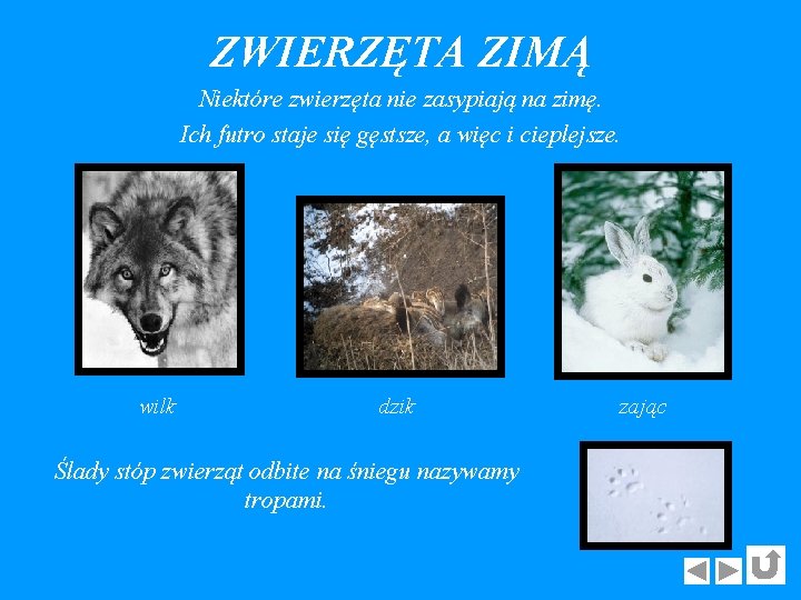 ZWIERZĘTA ZIMĄ Niektóre zwierzęta nie zasypiają na zimę. Ich futro staje się gęstsze, a