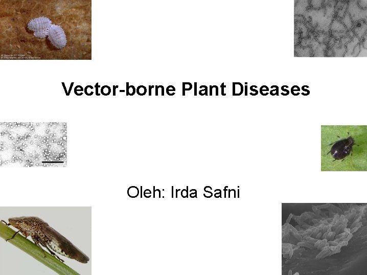 Vector-borne Plant Diseases Oleh: Irda Safni 