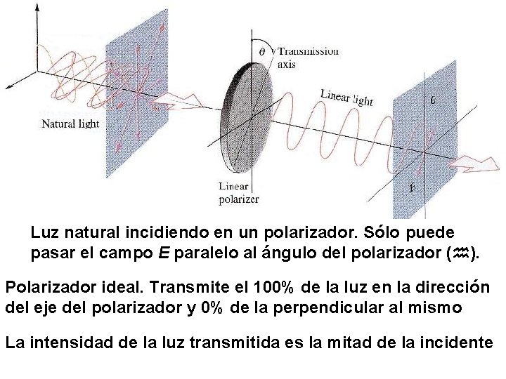 (no polarizada) Luz natural incidiendo en un polarizador. Sólo puede pasar el campo E