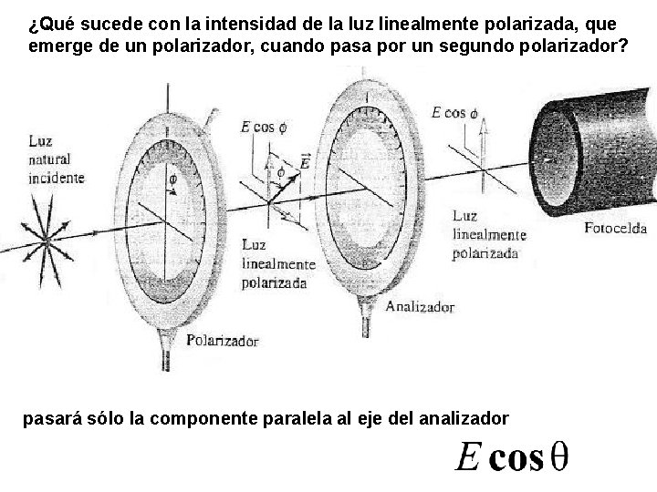 ¿Qué sucede con la intensidad de la luz linealmente polarizada, que emerge de un