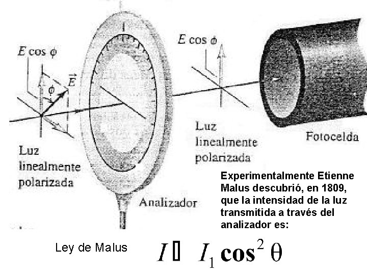 Experimentalmente Etienne Malus descubrió, en 1809, que la intensidad de la luz transmitida a