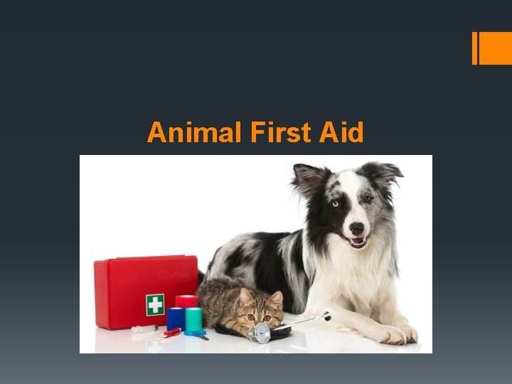 Animal First Aid 