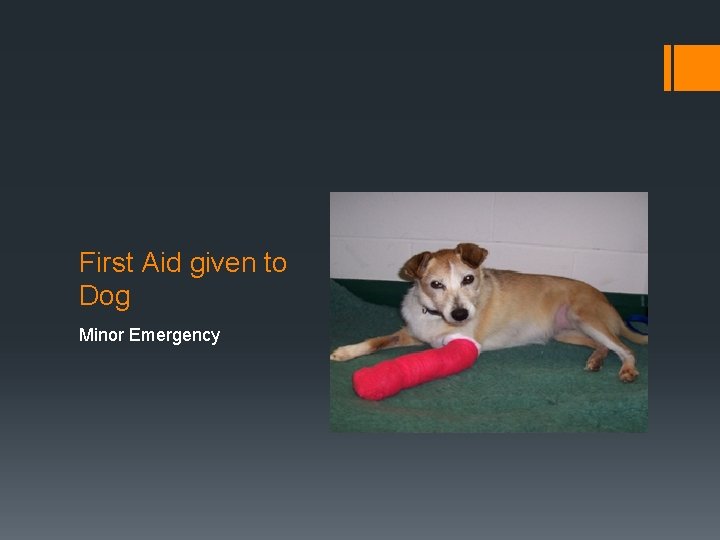 First Aid given to Dog Minor Emergency 