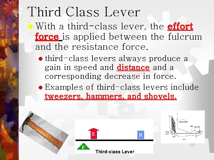 Third Class Lever ® With a third-class lever, the effort force is applied between