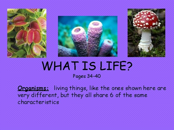 WHAT IS LIFE? Pages 34 -40 Organisms: living things, like the ones shown here