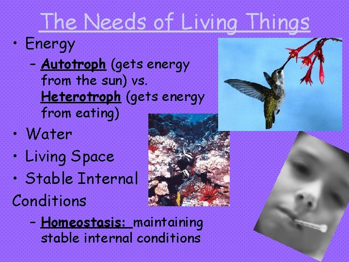 The Needs of Living Things • Energy – Autotroph (gets energy from the sun)