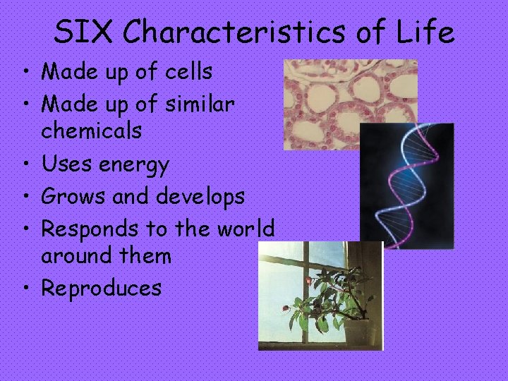 SIX Characteristics of Life • Made up of cells • Made up of similar