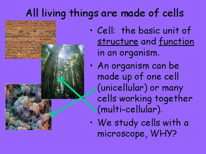 All living things are made of cells • Cell: the basic unit of structure