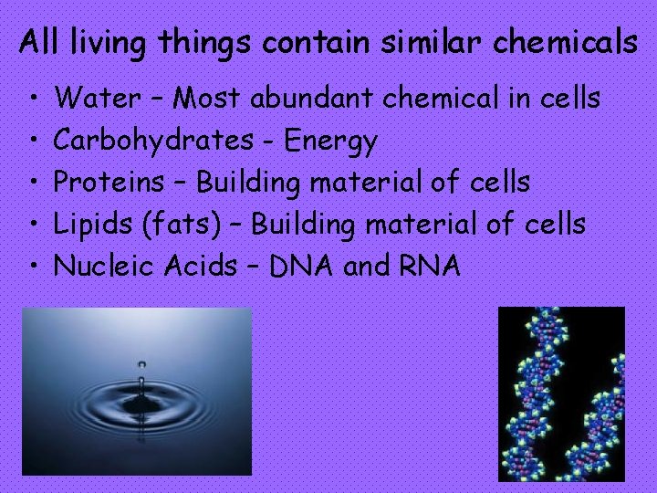 All living things contain similar chemicals • • • Water – Most abundant chemical