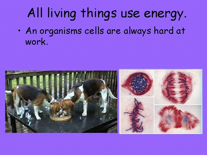 All living things use energy. • An organisms cells are always hard at work.