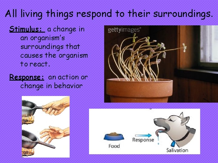 All living things respond to their surroundings. Stimulus: a change in an organism’s surroundings