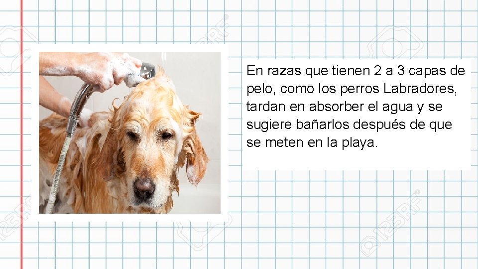 En razas que tienen 2 a 3 capas de pelo, como los perros Labradores,