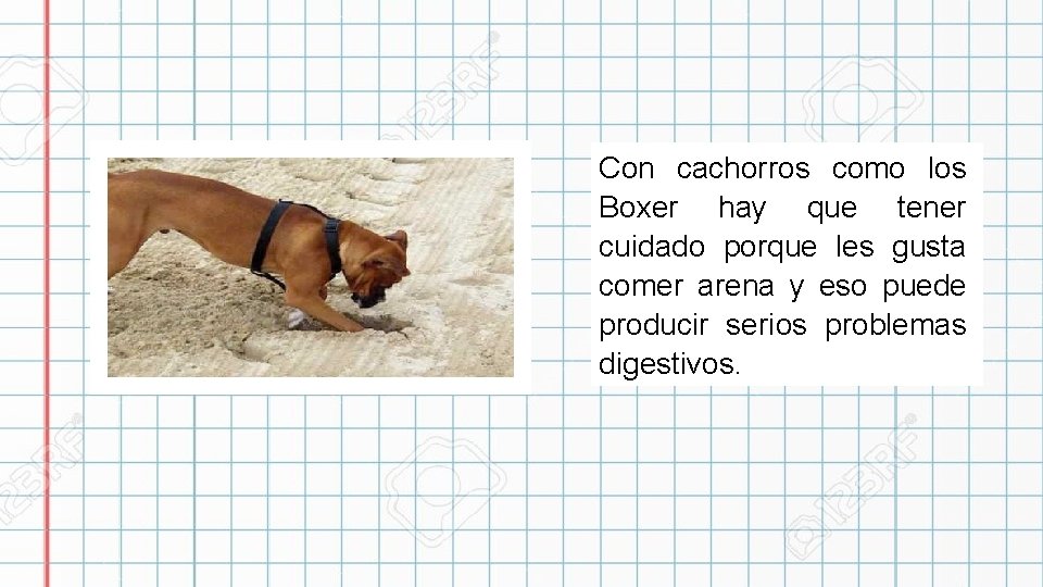 Con cachorros como los Boxer hay que tener cuidado porque les gusta comer arena