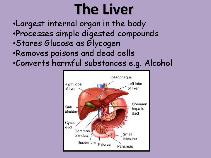 The Liver • Largest internal organ in the body • Processes simple digested compounds