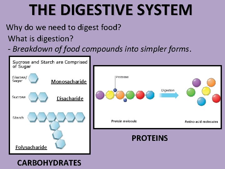 THE DIGESTIVE SYSTEM Why do we need to digest food? What is digestion? -