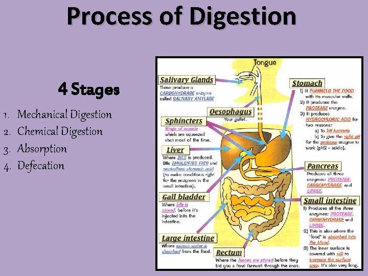 Process of Digestion 4 Stages 1. 2. 3. 4. Mechanical Digestion Chemical Digestion Absorption