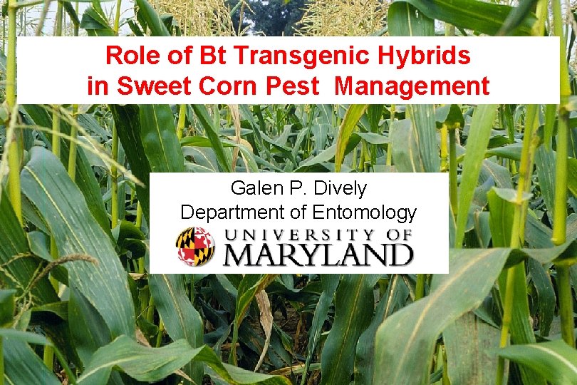 Role of Bt Transgenic Hybrids in Sweet Corn Pest Management Galen P. Dively Department