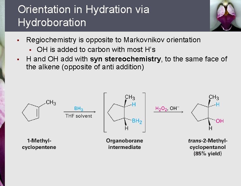 Orientation in Hydration via Hydroboration § § Regiochemistry is opposite to Markovnikov orientation §