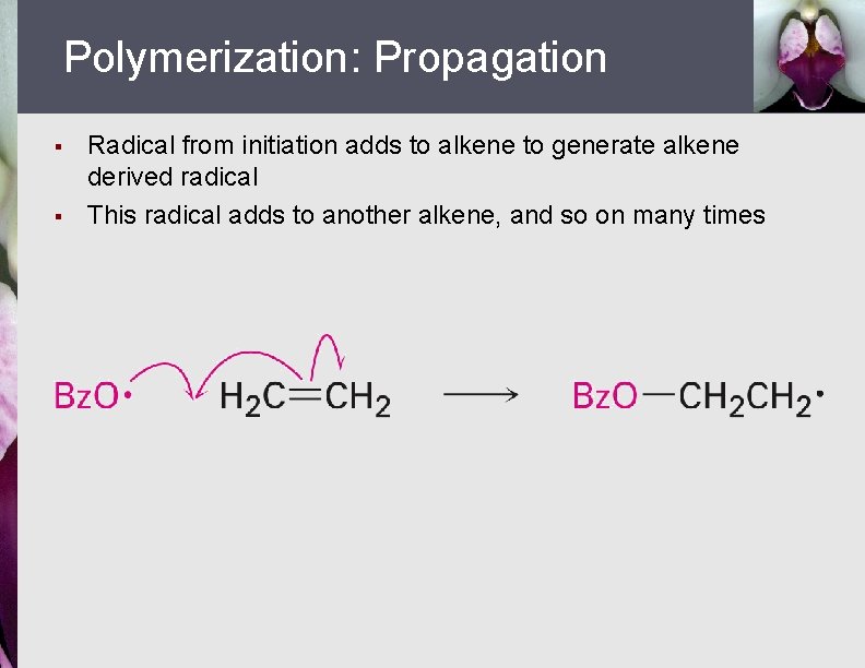 Polymerization: Propagation § § Radical from initiation adds to alkene to generate alkene derived