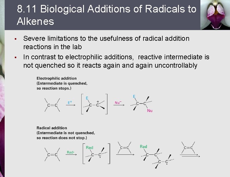8. 11 Biological Additions of Radicals to Alkenes § § Severe limitations to the