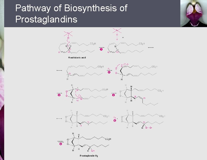 Pathway of Biosynthesis of Prostaglandins 