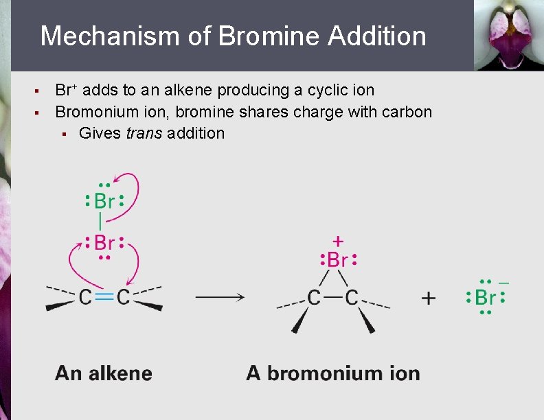 Mechanism of Bromine Addition § § Br+ adds to an alkene producing a cyclic