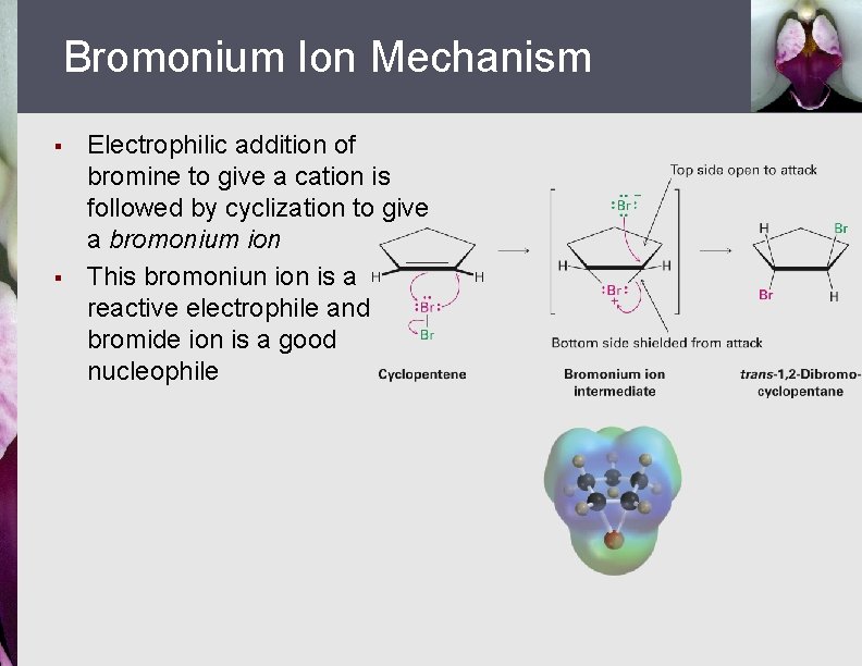 Bromonium Ion Mechanism § § Electrophilic addition of bromine to give a cation is