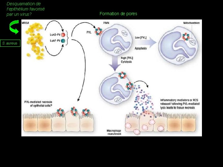 Desquamation de l’epithélium favorisé par un virus? Formation de pores S. aureus ? ?