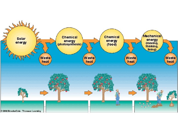 (photosynthesis) Waste heat Mechanical energy Chemical energy (food) Chemical energy Solar energy Waste heat (photosynthesis) Waste heat Mechanical energy Chemical energy (food) Chemical energy Solar energy Waste heat