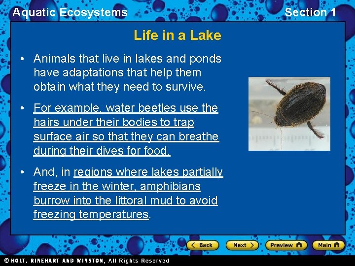 Aquatic Ecosystems Section 1 Life in a Lake • Animals that live in lakes