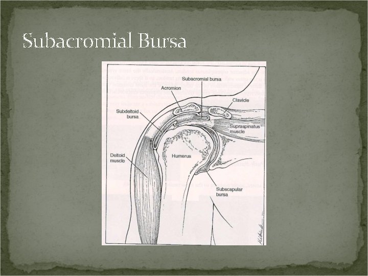 Subacromial Bursa 