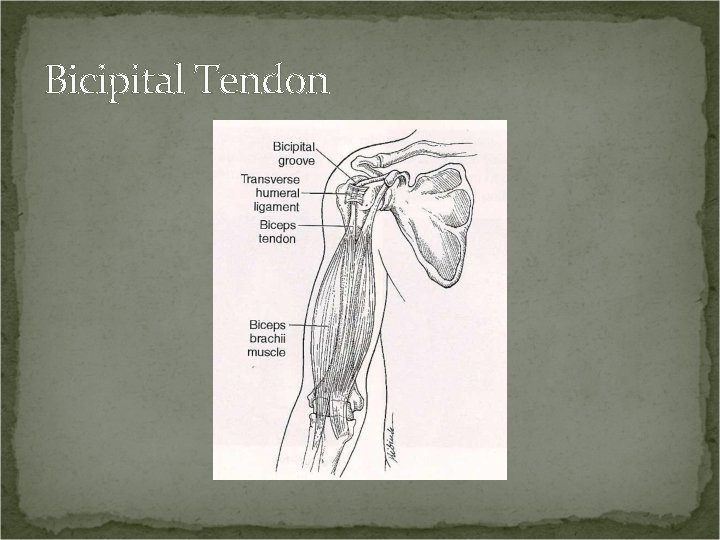 Bicipital Tendon 