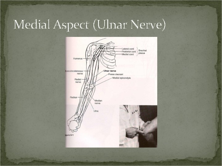 Medial Aspect (Ulnar Nerve) 