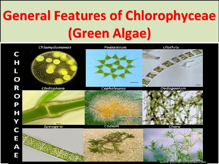 General Features of Chlorophyceae (Green Algae) 