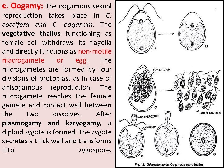 c. Oogamy: The oogamous sexual reproduction takes place in C. coccifera and C. ooganum.