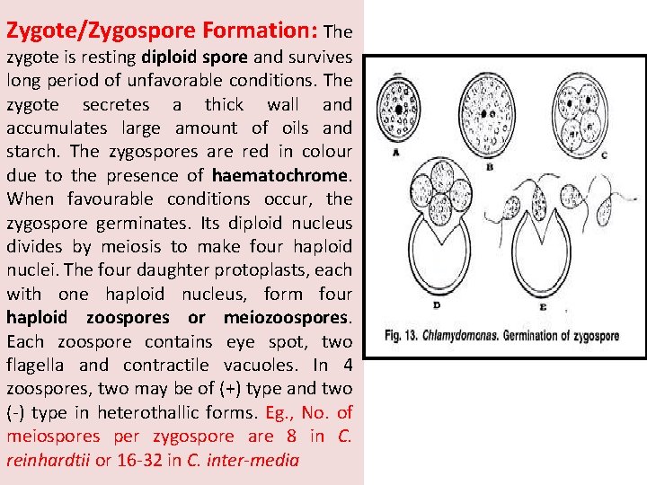 Zygote/Zygospore Formation: The zygote is resting diploid spore and survives long period of unfavorable