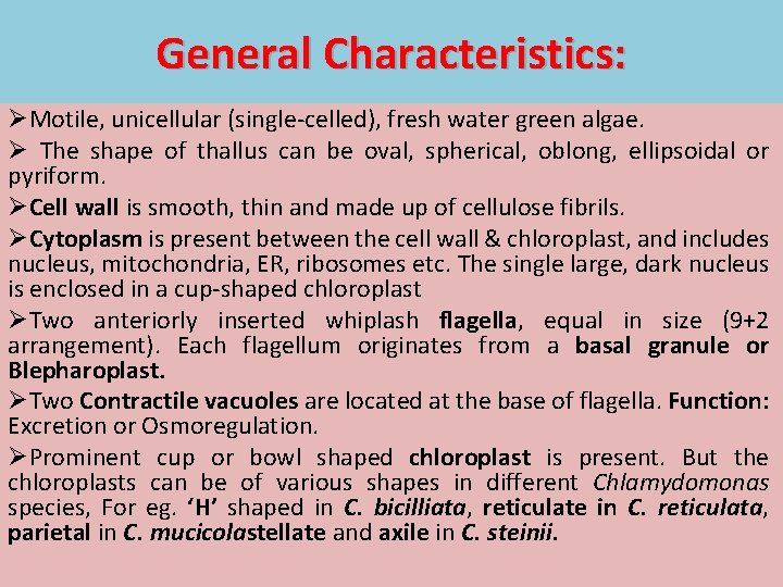 General Characteristics: ØMotile, unicellular (single-celled), fresh water green algae. Ø The shape of thallus