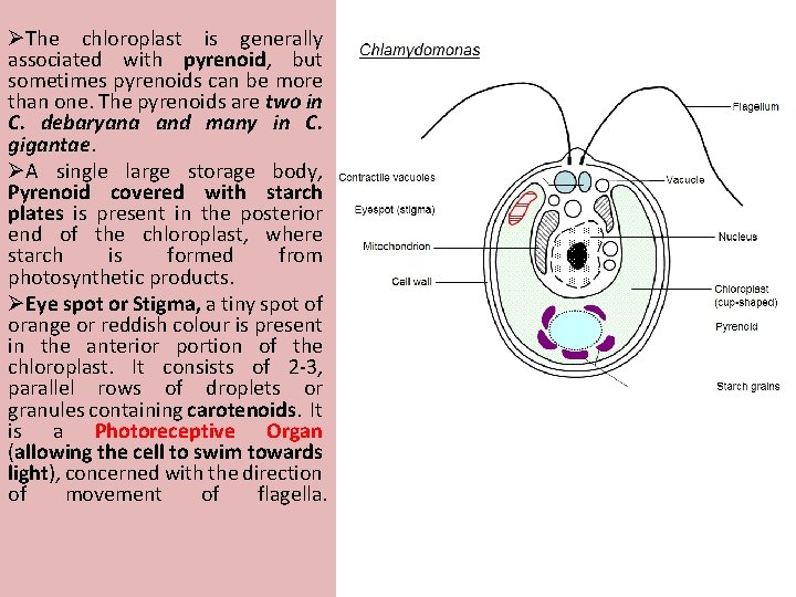 ØThe chloroplast is generally associated with pyrenoid, but sometimes pyrenoids can be more than