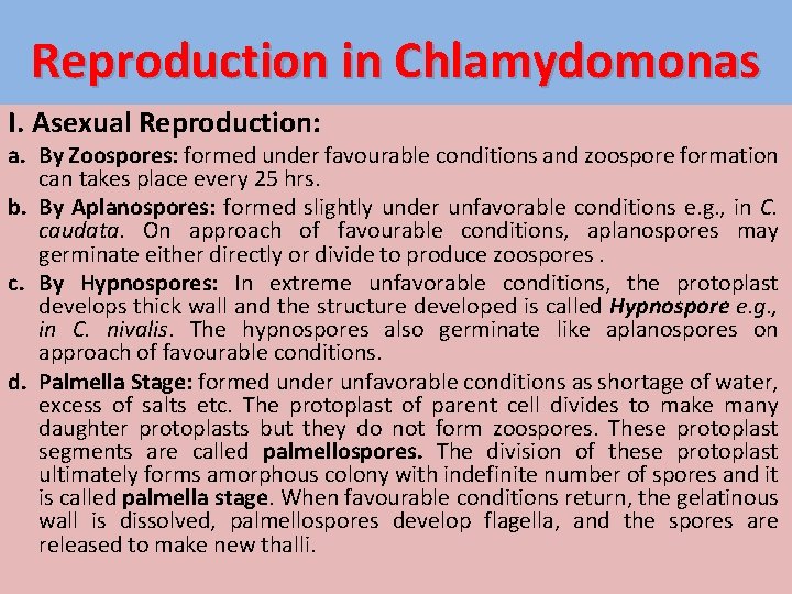 Reproduction in Chlamydomonas I. Asexual Reproduction: a. By Zoospores: formed under favourable conditions and