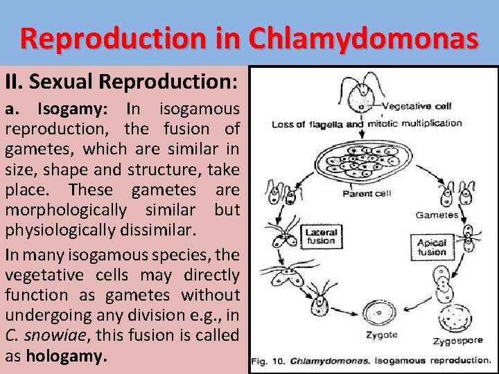 Reproduction in Chlamydomonas II. Sexual Reproduction: a. Isogamy: In isogamous reproduction, the fusion of