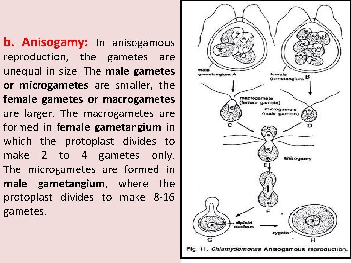 b. Anisogamy: In anisogamous reproduction, the gametes are unequal in size. The male gametes