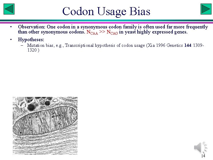 Codon Usage Bias • • Observation: One codon in a synonymous codon family is