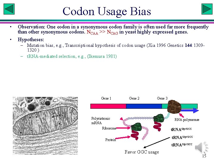 Codon Usage Bias • • Observation: One codon in a synonymous codon family is