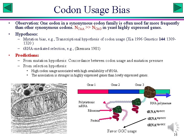 Codon Usage Bias • • Observation: One codon in a synonymous codon family is