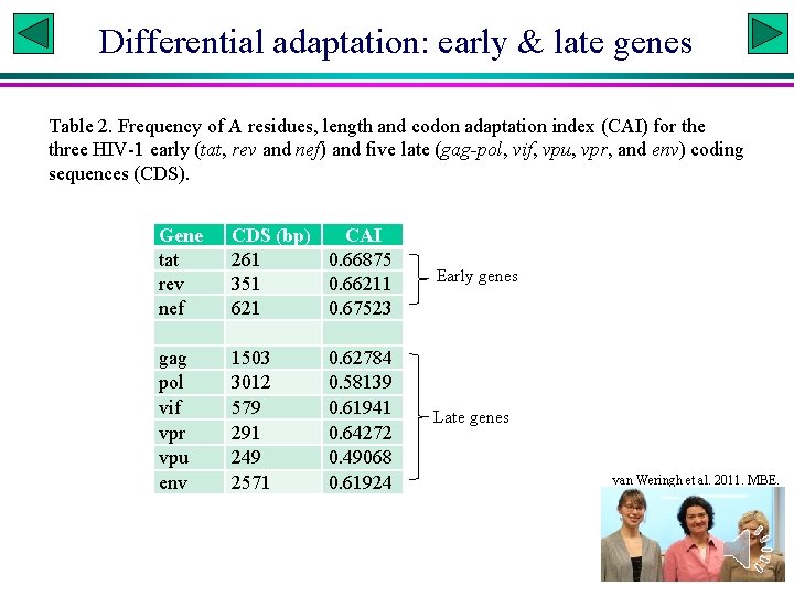 Differential adaptation: early & late genes Table 2. Frequency of A residues, length and